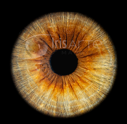 IrisArte Fotografía del Iris en Madrid, Tres Cantos, Alcobendas, Colmenar Viejo, Las Tablas, Sanchinarro,Momntecarmelo, LAs Rozas, Pozuelo