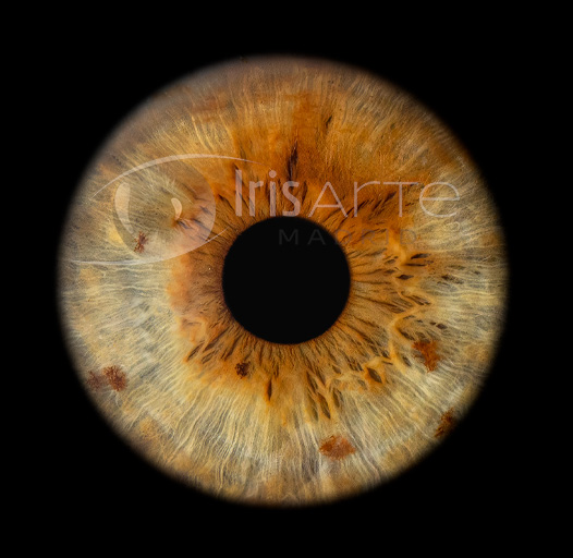 IrisArte Fotografía del Iris en Madrid, Tres Cantos, Alcobendas, Colmenar Viejo, Las Tablas, Sanchinarro,Momntecarmelo, LAs Rozas, Pozuelo