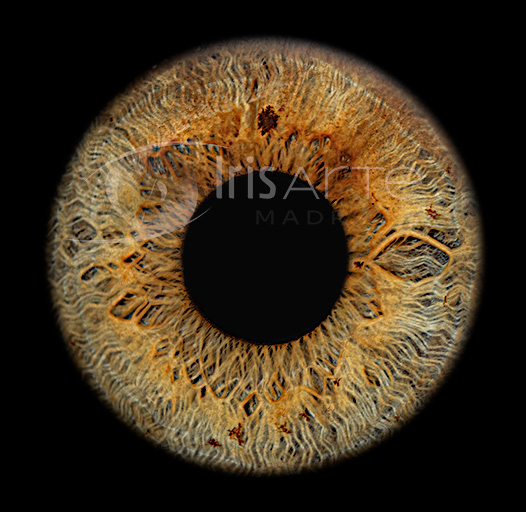 IrisArte Fotografía del Iris en Madrid, Tres Cantos, Alcobendas, Colmenar Viejo, Las Tablas, Sanchinarro,Momntecarmelo, LAs Rozas, Pozuelo