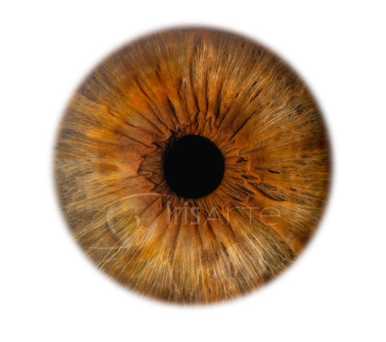 IrisArte Fotografía del Iris en Madrid, Tres Cantos, Alcobendas, Colmenar Viejo, Las Tablas, Sanchinarro,Momntecarmelo, LAs Rozas, Pozuelo