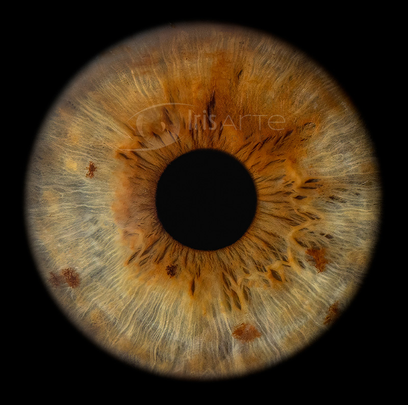 IrisArte Fotografía del Iris en Madrid, Tres Cantos, Alcobendas, Colmenar Viejo, Las Tablas, Sanchinarro,Momntecarmelo, LAs Rozas, Pozuelo